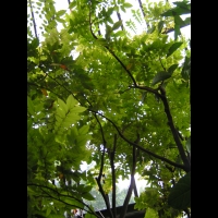 Averrhoa Carambola (fam. Oxalidacees) (Chine, Malaisie) (1)